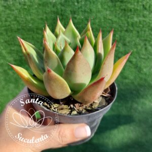 AGAVOIDES HIBRIDA EBONY – PT 11 cm