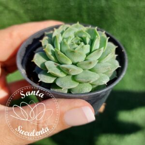 ECHEVERIA BEN BADIS – PT  06 cm