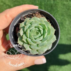ECHEVERIA BEN BADIS – PT  06 cm