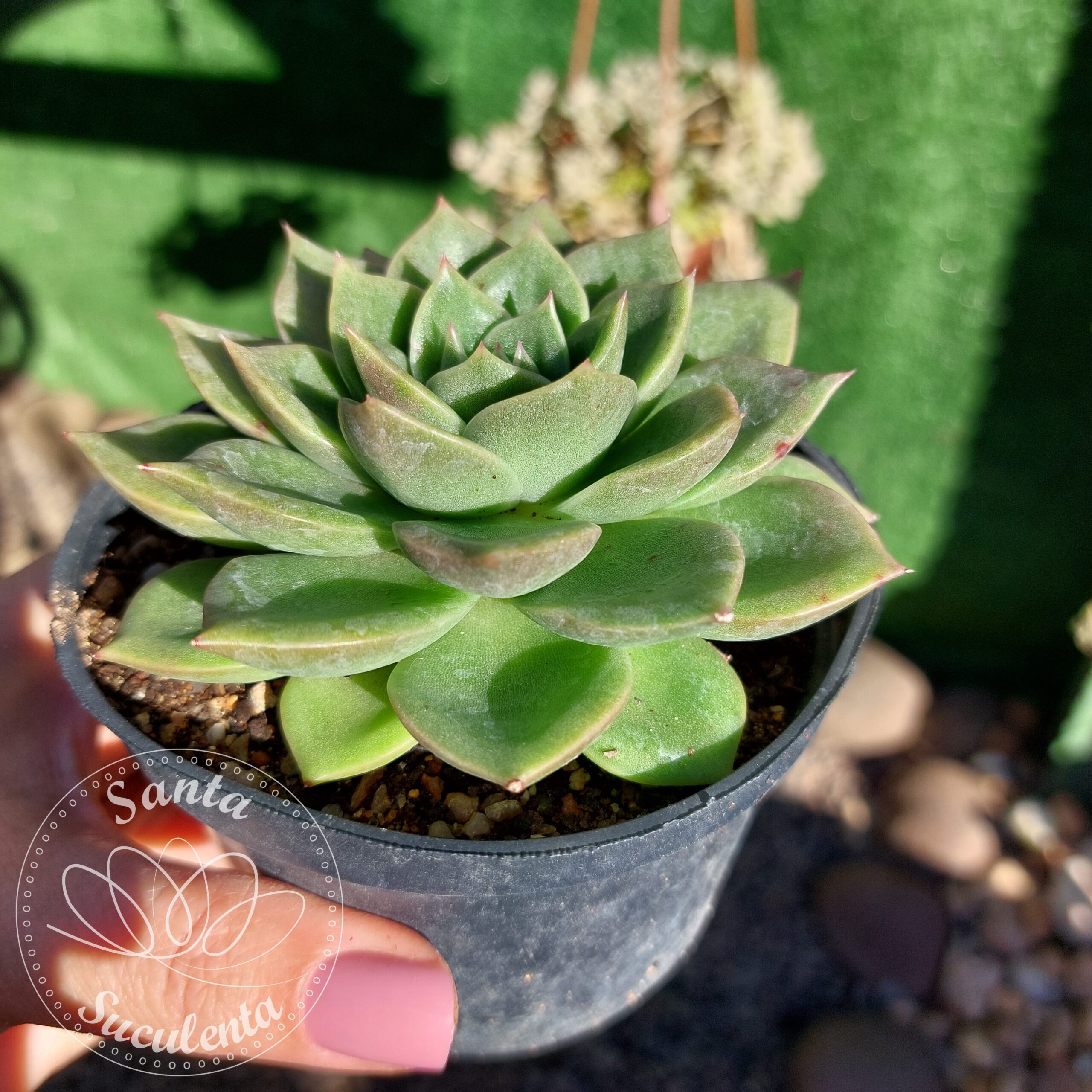 ECHEVERIA  GILVA – PT 11 cm