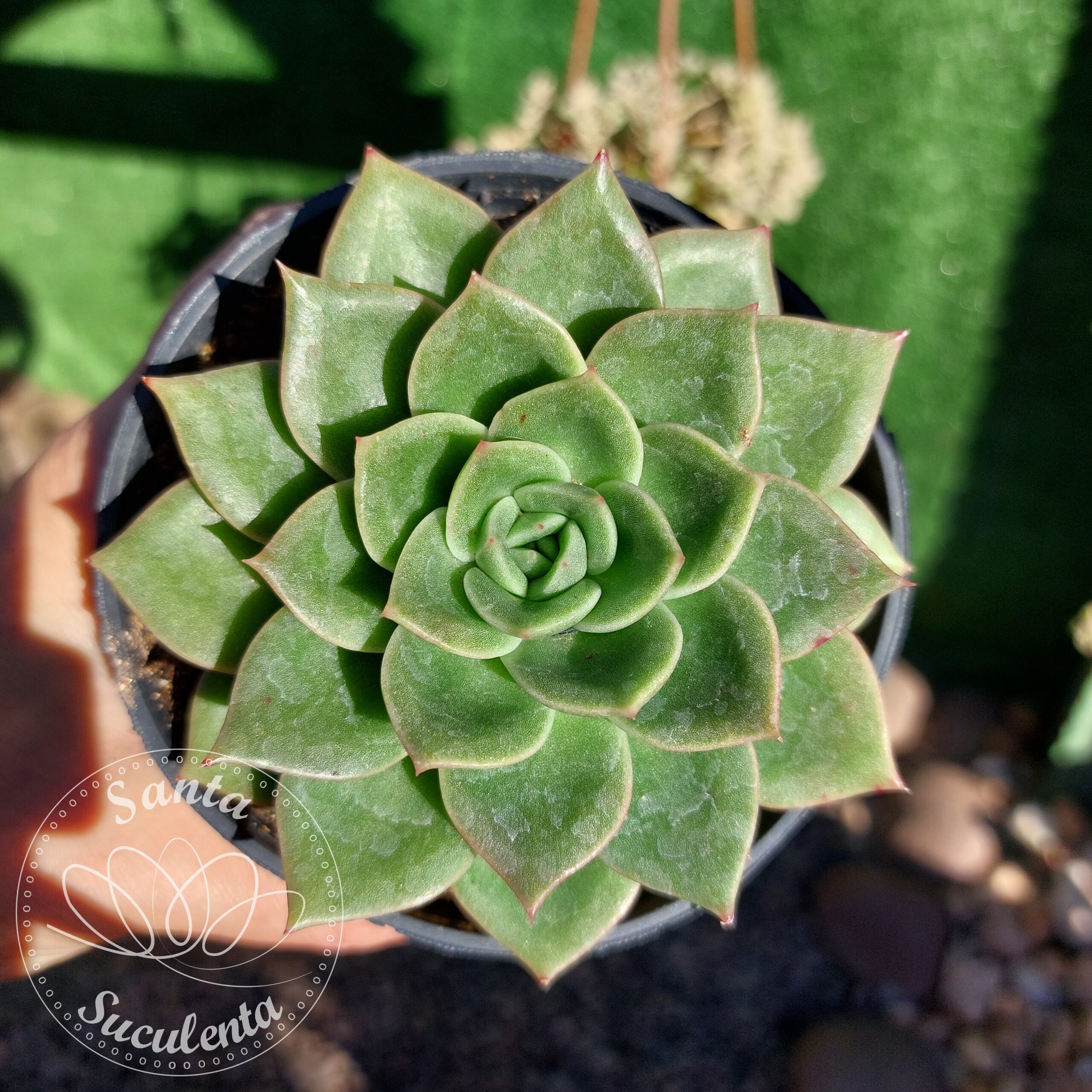 ECHEVERIA  GILVA – PT 11 cm