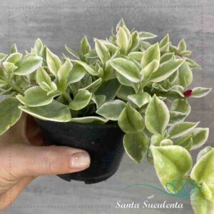 APTENIA CORDIFOLIA VARIEGATA (ROSINHA DO SOL) – PT 11 cm