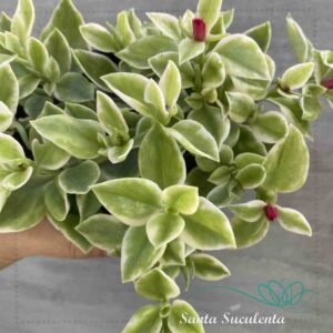 APTENIA CORDIFOLIA VARIEGATA (ROSINHA DO SOL) – PT 11 cm