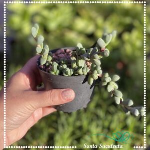 CORPUSCULARIA DELOSPERMA LEHMANNII – PT 07 cm
