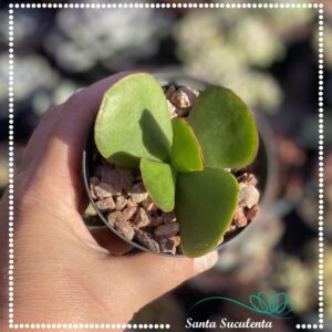 COTYLEDON ORBICULATA VAR. MACRANTHA – PT 09 cm