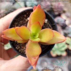 CRASSULA CAPITELLA CAMPFIRE – PT 07 cm