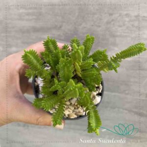 CRASSULA ERICOIDES – PT 09 cm