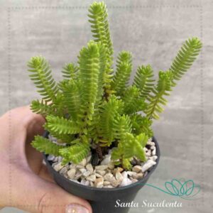 CRASSULA ERICOIDES – PT 09 cm