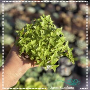 CRASSULA PELLUCIDA BRACHYPETALA – PT 11 cm