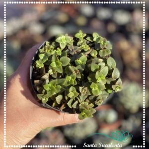 CRASSULA PELLUCIDA RUBRA – PT 11 cm