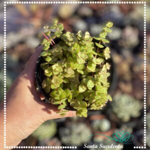 CRASSULA PELLUCIDA – PT 11 cm