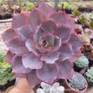 ECHEVERIA AFTERGLOW (GRANDE) – PT 15 cm