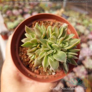 ECHEVERIA AGAVOIDES GILVA CRISTATA – PT 09 cm