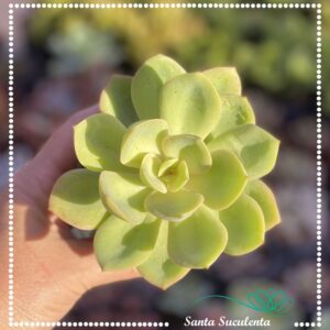 ECHEVERIA ANTIQUA – PT 11 cm