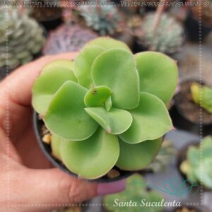 ECHEVERIA BIG GREEN – PT 07 cm