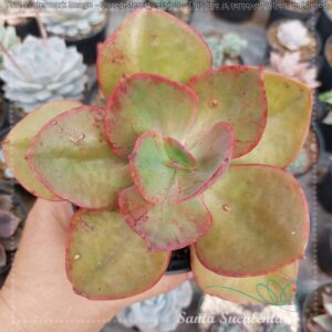 ECHEVERIA GIBBIFLORA BIG RED – PT 11 cm