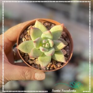 ECHEVERIA COLORATA TAPALPA – PT 11 cm