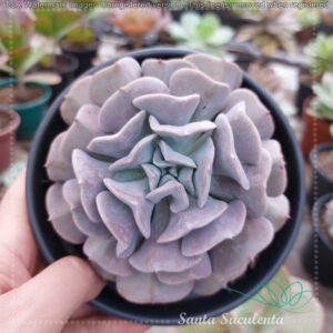 ECHEVERIA CUBIC FROST (GRANDE)  – PT 15 cm