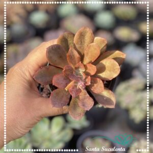 ECHEVERIA GOLDEN TOWER – PT 09 cm