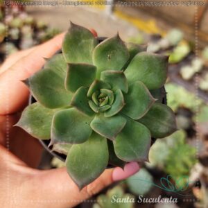ECHEVERIA GREEN ROSE – PT 11 cm