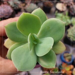 ECHEVERIA HAKUHOU BABY – PT 07 cm