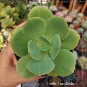 ECHEVERIA HAKUHOU – PT 11 cm