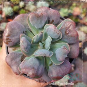 ECHEVERIA HEARTS DELIGHT – PT 11 cm