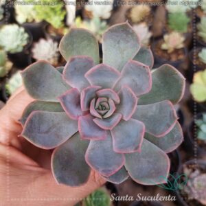 ECHEVERIA HERCULES – PT 09 cm