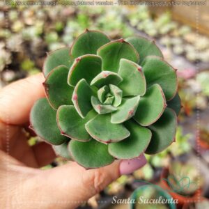 ECHEVERIA JOAN DANIEL – PT 09 cm