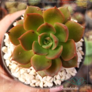 ECHEVERIA MONTSERRAT  – PT 09 cm