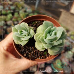 ECHEVERIA LOVELY ROSE – PT 09 cm