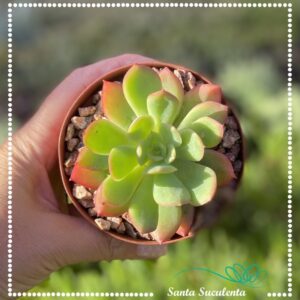 ECHEVERIA LUELLA – PT 09 cm