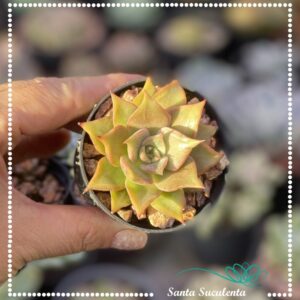 ECHEVERIA MADIBA BABY – PT 07 cm