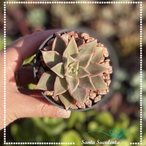 ECHEVERIA MADIBA – PT 09 cm