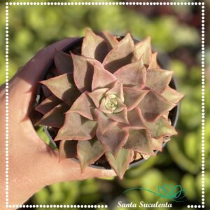 ECHEVERIA MADIBA – PT 11 cm