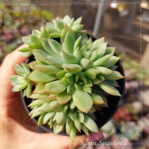 ECHEVERIA MEBINA – PT 09 cm