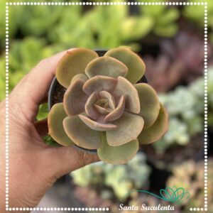 ECHEVERIA METAL SKY – PT 09 cm