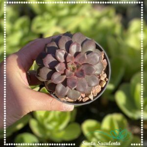 ECHEVERIA MINA FOSCA – PT 07 cm