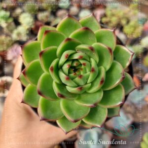 ECHEVERIA MOONSTONE – PT 11 cm