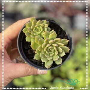 ECHEVERIA OLIVIA (DUPLA)  – PT 09 cm
