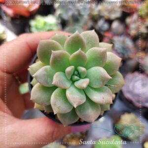 ECHEVERIA PROLIFICA BABY – PT 07 cm
