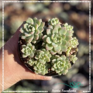 ECHEVERIA PROLIFICA (COLONIA) – PT 11 cm