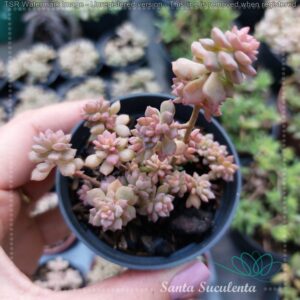 ECHEVERIA QUERÊNCIA – PT 07 cm