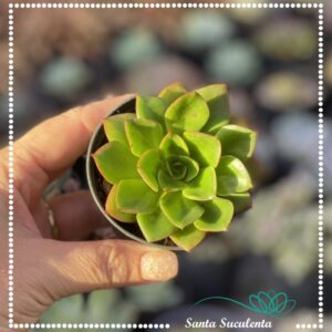 ECHEVERIA SALSA VERDE – PT 09 cm