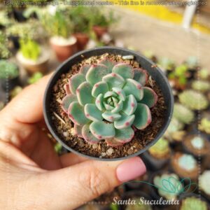 ECHEVERIA SITIKUFUMIAMA – PT 07 cm