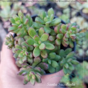 ECHEVERIA SUPIA – PT 09 cm