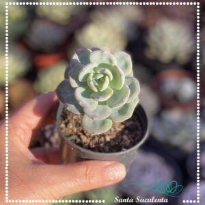 ECHEVERIA SWEET EVA – PT 07 cm