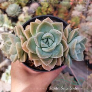 GRAPTOVERIA FANTOME (TRIO) – PT 11 cm