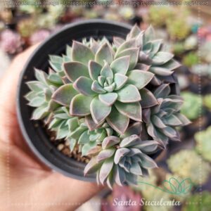 ECHEVERIA WINDS OF CHANGE (COLONIA) – PT 09 cm