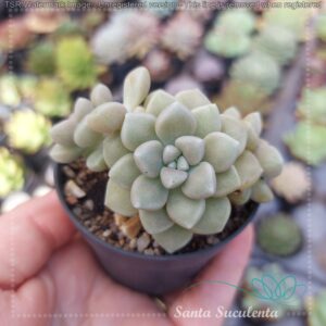 GRAPTOPETALLUM MENDONZAE BABY – PT 07 cm